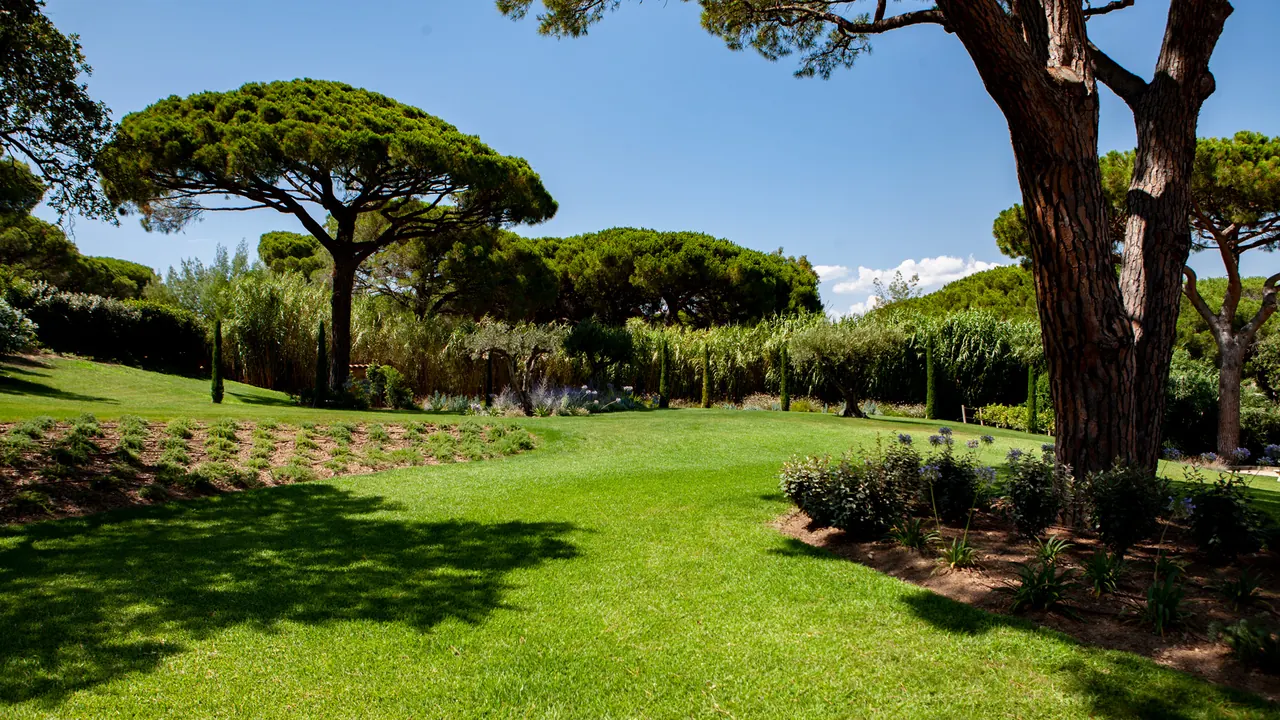 Le jardin paysagé et ses pins parasols