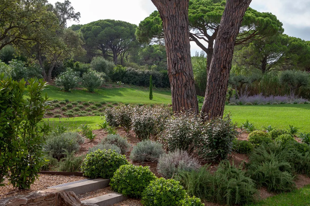 Massifs de lavande et pins parasols dans le jardin
