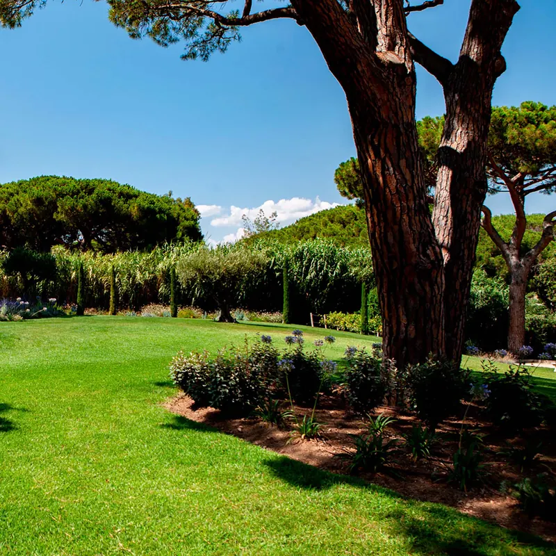 Le jardin paysagé sous les pins parasols