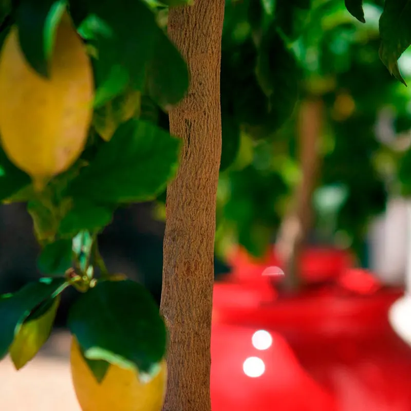 Citronnier dans le jardin