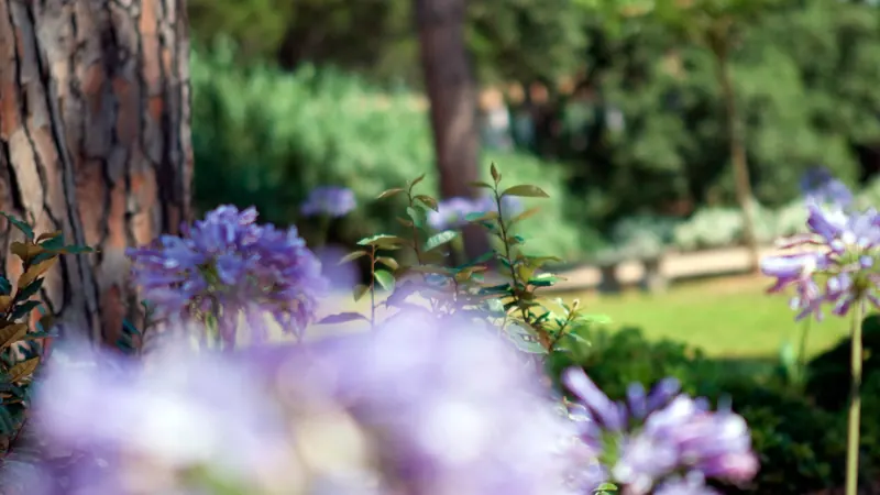 Agapanthes en fleurs dans le jardin